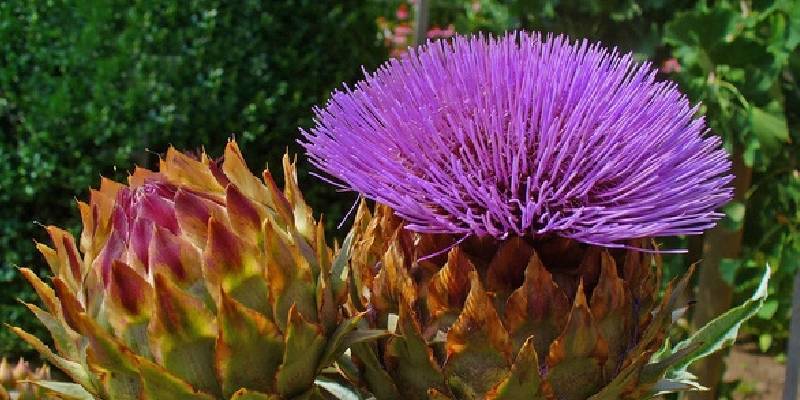 hoa atiso Đà Lạt