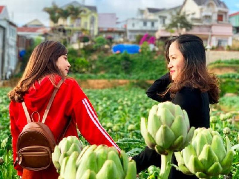 hoa atiso Đà Lạt tại thung lũng