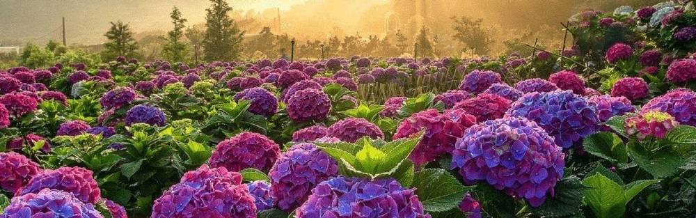 hoa cẩm tú cầu Đà Lạt