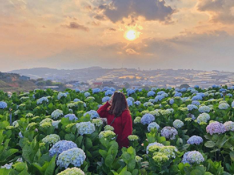 vườn hoa cẩm tú cầu Đà Lạt