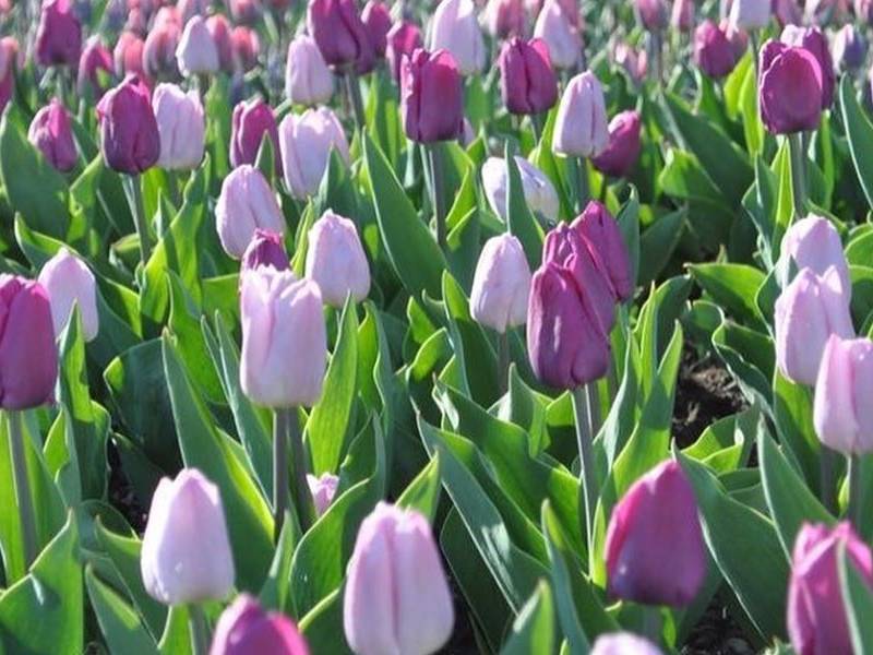 hoa tulip Đà Lạt