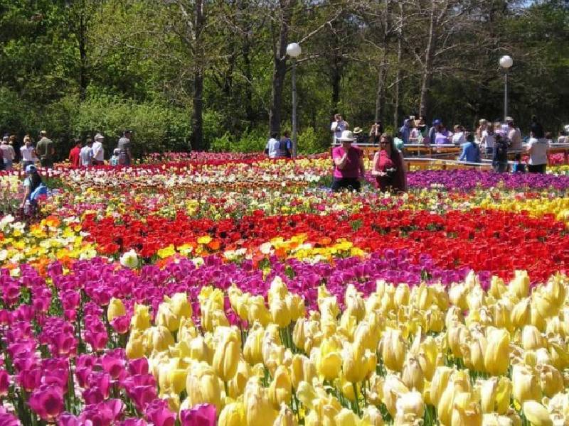 hoa tulip Đà Lạt tại vườn