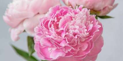 Ngắm hoa mẫu đơn Đà Lạt ở đâu đẹp nhất 2025?, Traveloka VN