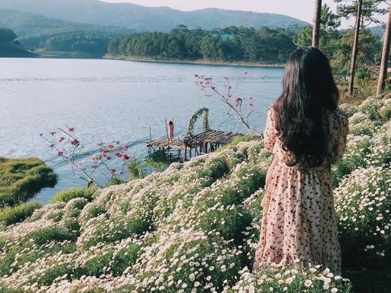 cúc họa mi Đà Lạt