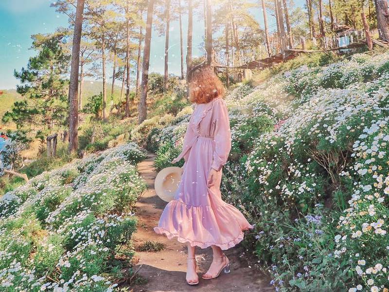 cúc họa mi Đà Lạt happy hill