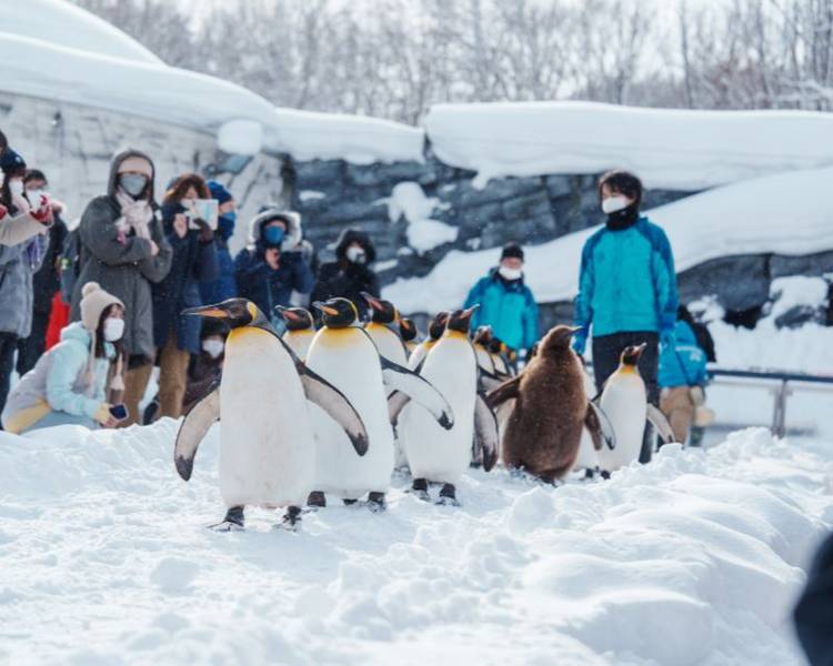 Vườn bách thú Asahiyama là nơi bạn nên ghé thăm sau Shirahige Waterfall.