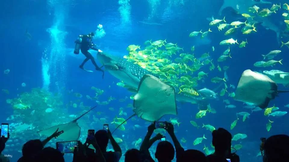  Whale Shark Aquarium 