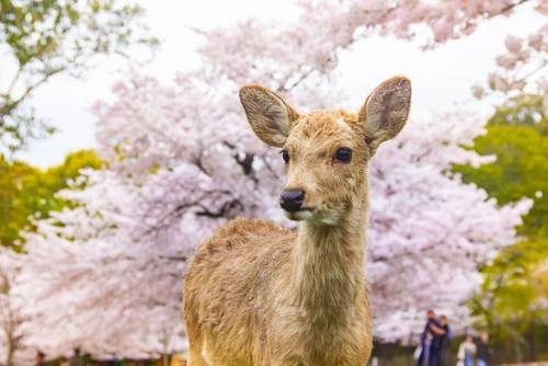 นารา (Nara)