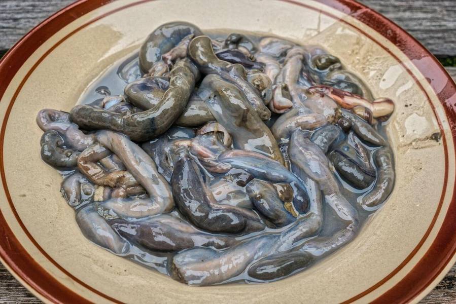 Tamilok là món ăn dành cho những du khách ưa khám phá. 