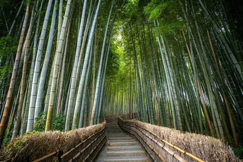 ป่าไผ่อาราชิยาม่า (Arashiyama Bamboo Grove)