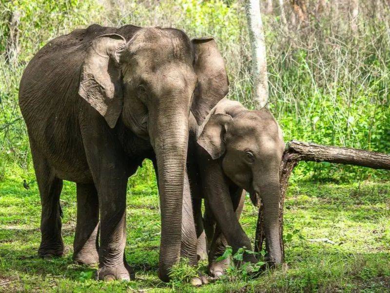 Voi Châu Á sống chủ yếu trong các khu rừng rậm nhiệt đới, là một trong những loài động vật ăn cỏ khổng lồ. 