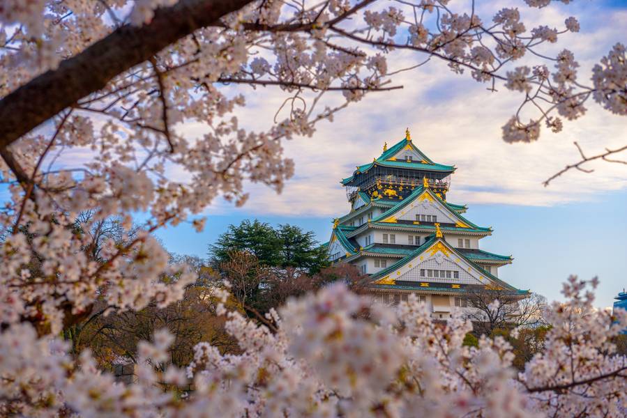 Sakura at Osaka Castle
