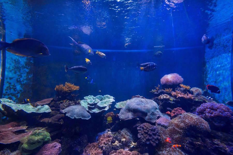 สถาบันวิทยาศาสตร์ทางทะเล มหาวิทยาลัยบูรพา