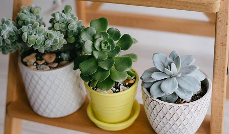  ต้นไม้มงคล