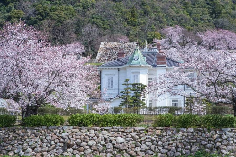 Hoa anh đào nở rộ vào mùa xuân tại Tottori. 