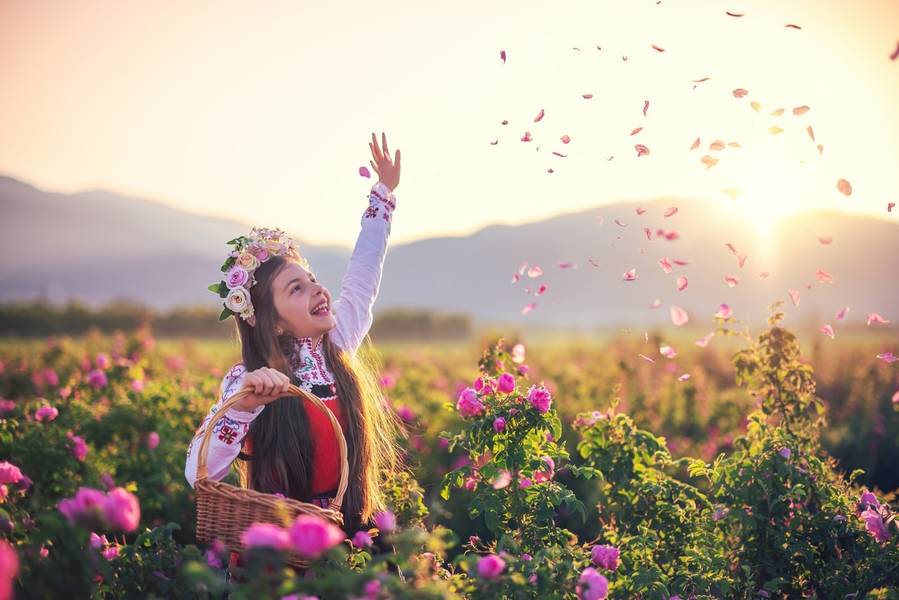 Cánh đồng hoa hồng Damascena tại thung lũng Hoa Hồng Kazanlak, Bulgaria. 