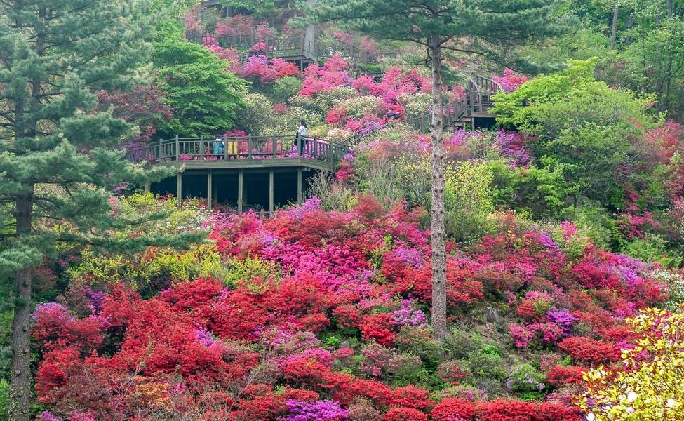 Khu vườn rực rỡ sắc hoa tại The Garden of Morning Calm, Gapyeong. 