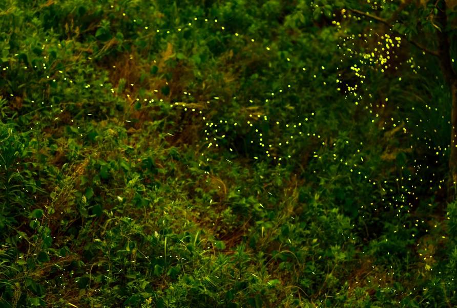 Sông Iwahig về đêm bừng sáng trong ánh đom đóm. 