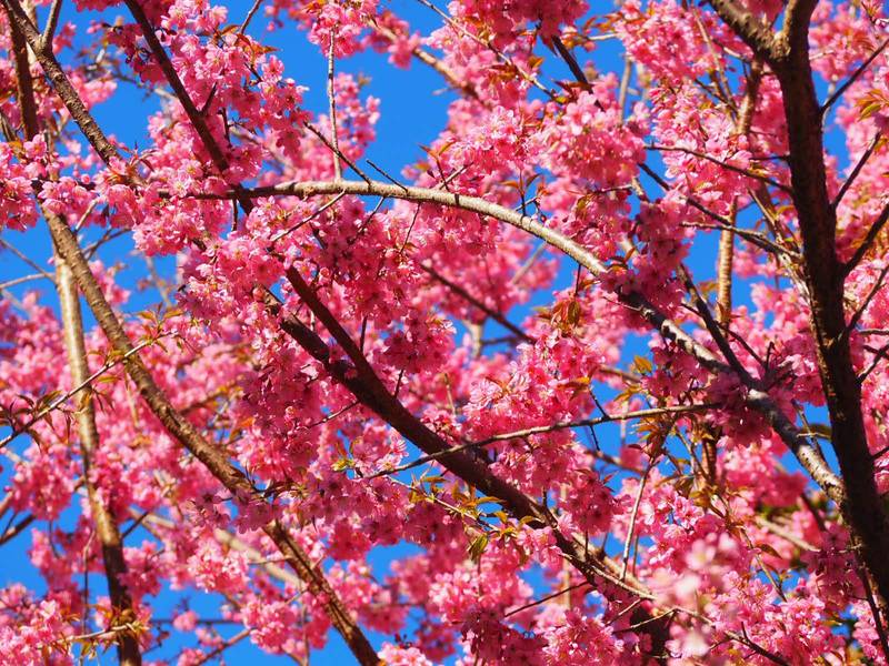 ดอยปางขอน เชียงราย