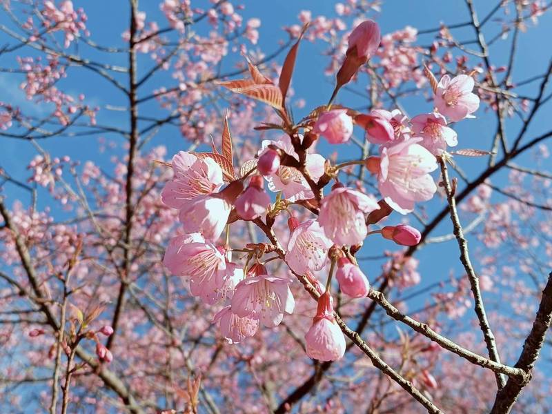 หน่วยจัดการต้นน้ำหงาว งาว