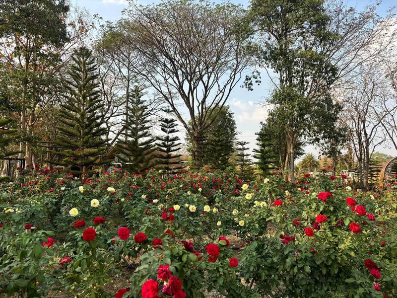 ฟลาวเวอร์เมาน์เทน Flowermountain Khaoyai