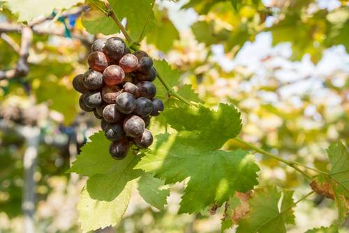  องุ่นไร้เมล็ด