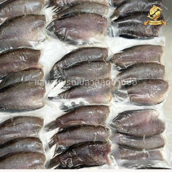 ปลาสลิดบางบ่อ