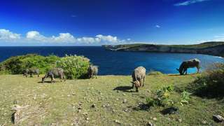 Panduan Utama Etiket & Hal Tabu di Republik Kongo, Mas Bellboy