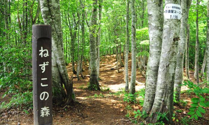 เดินป่าชมธรรมชาติรอบเทือกเขาแอลป์ญี่ปุ่น