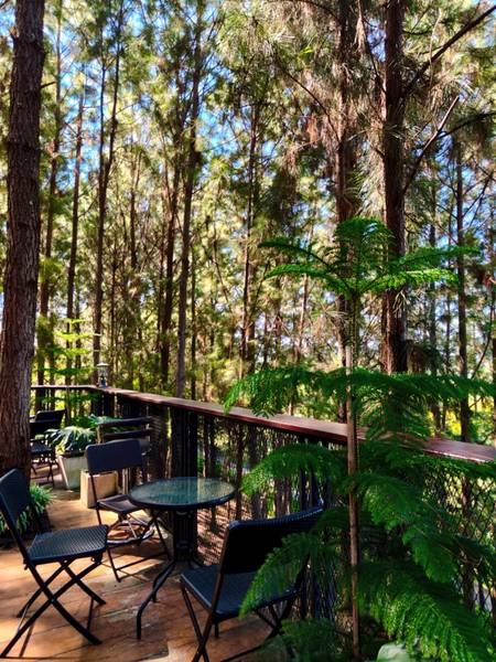 cedar ป่าสน cafe at เขาค้อ