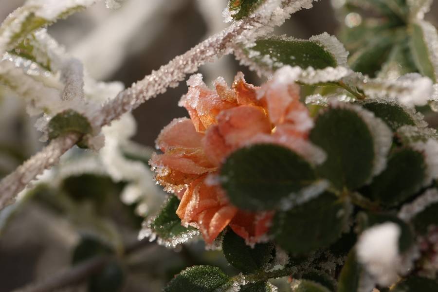 แม่คะนิ้ง