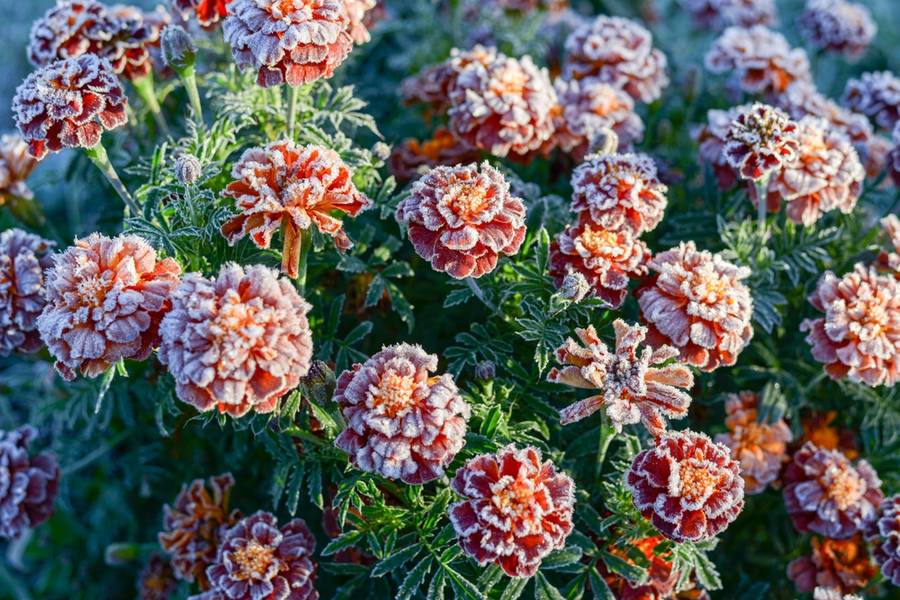 แม่คะนิ้ง