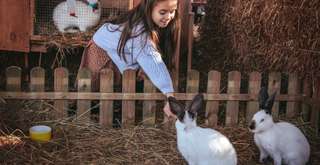 Hotel dengan Mini Zoo di Bogor, Pilihan Liburan Keluarga Ramah Anak, Mas Bellboy