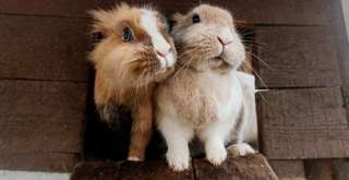 4 Pengalaman Ini Cuma Ditemukan di Satu-satunya Hotel dengan Mini Zoo di Surabaya, Mas Bellboy