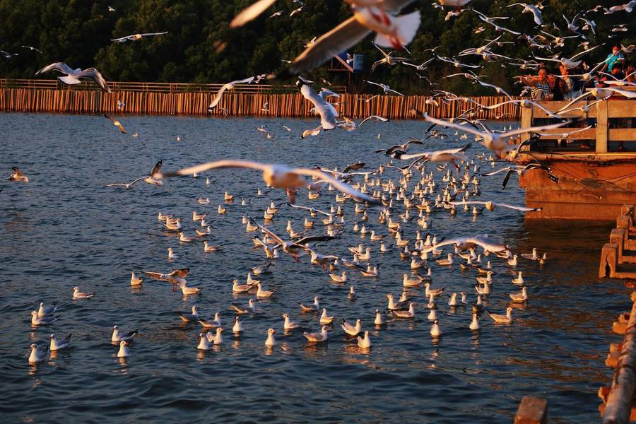 เพลินคาเฟ่บางปู