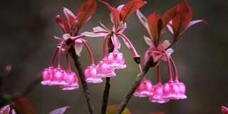 Hoa đào chuông là gì? Đặc điểm, ý nghĩa và mùa hoa đẹp nhất, Traveloka VN