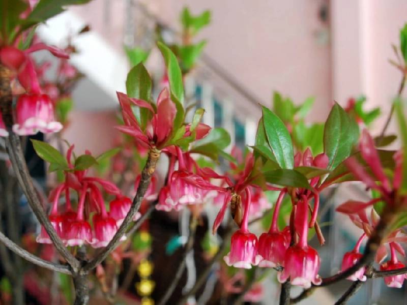 hoa đào chuông tết