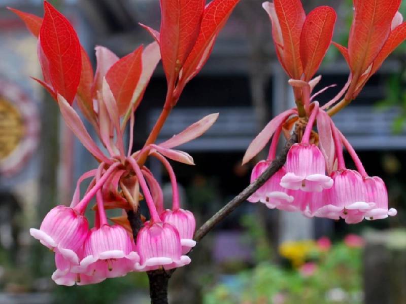 hoa đào chuông bà nà hills