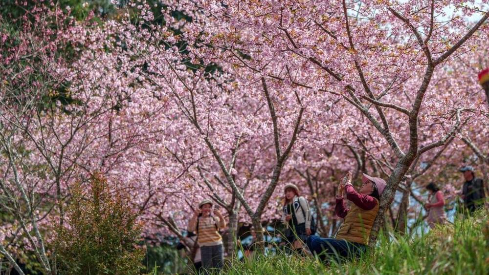 Baoshan Cherry Blossoms, Taiwan