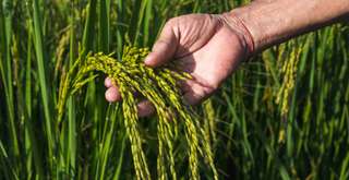 Tradisi Seren Taun: Warisan Budaya Jawa Barat yang Sarat Makna, Mas Bellboy