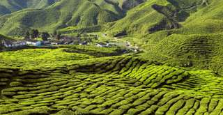 Panduan Lengkap dari Kuala Lumpur & Singapura: Cara ke Cameron Highlands, Travel Bestie