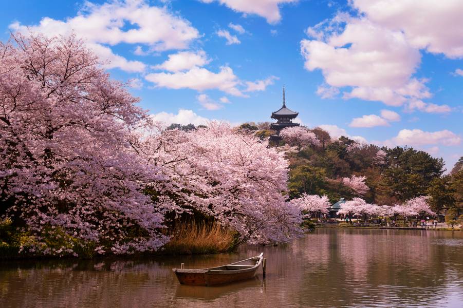 Best Time to See Cherry Blossoms in Japan