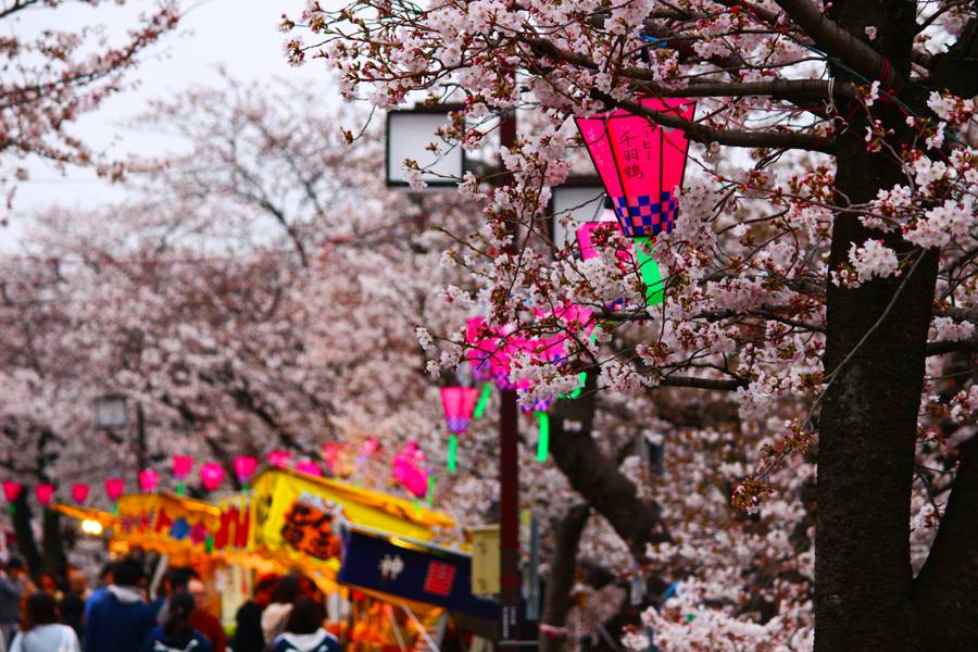 How to Plan Your Sakura Trip in Japan 