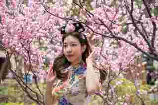 China Cherry Blossom Season 2026: Best Viewing Cities, Festivals and Itineraries, Xperience Team