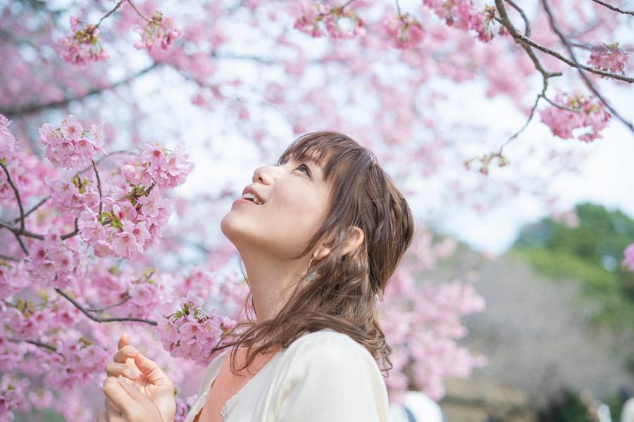 China Cherry blossoms