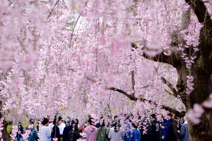 Visitors enjoy Yuyuantan Park Cherry tree blossom festival