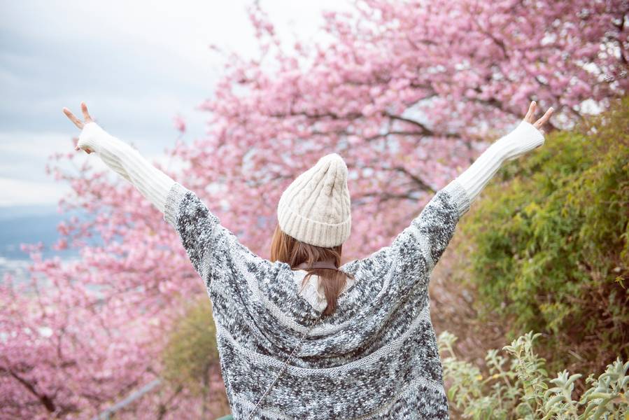 Female enjoying the cherry blossoms in spring