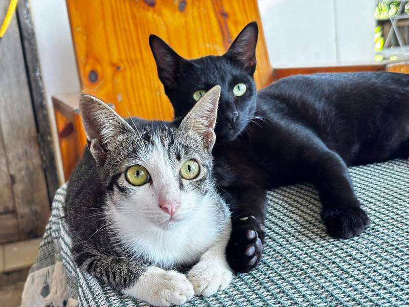 White Black Cafe' คีรีมาศ สุโขทัย