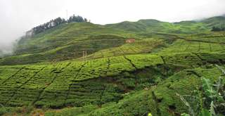 Cari Akomodasi Gathering? Ini Pilihan Villa di Cisarua untuk 30 Orang, Mas Bellboy