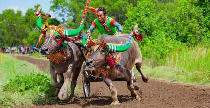 Deru Lintasan dan Budaya: Menyelami Tradisi Karapan Sapi di Madura, Mas Bellboy
